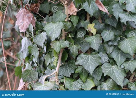 clinging part of ivy figgerits|Clinging part of ivy Figgerits Answer .